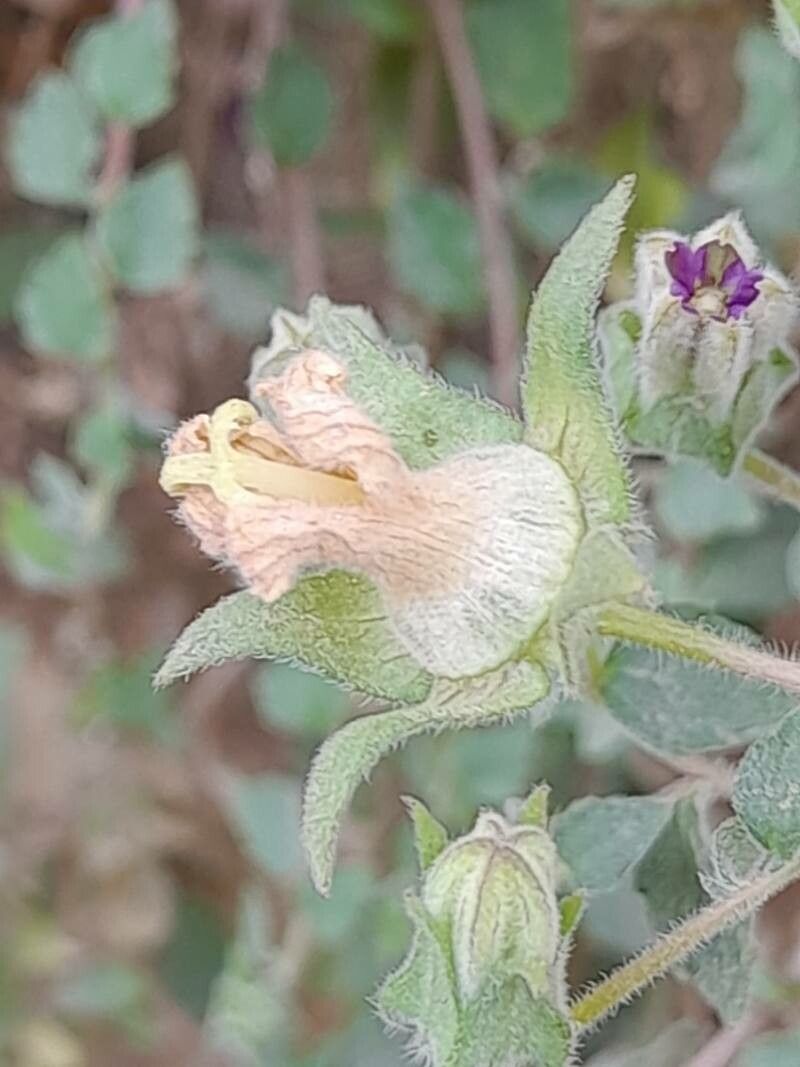 Campanula mollis fruit