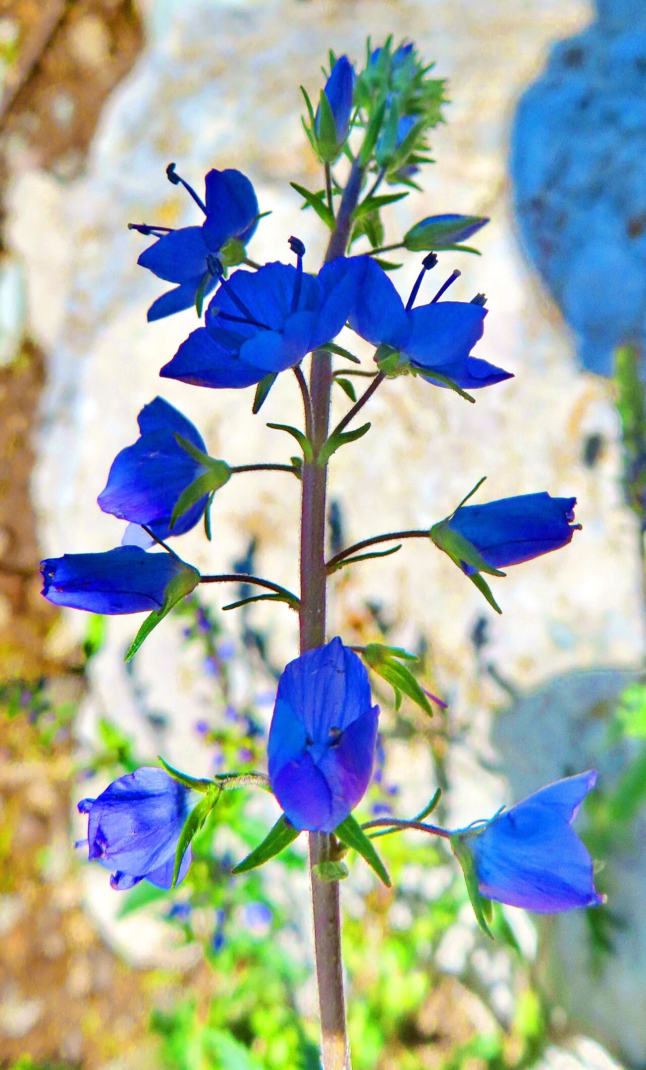 Veronica forrestii flower