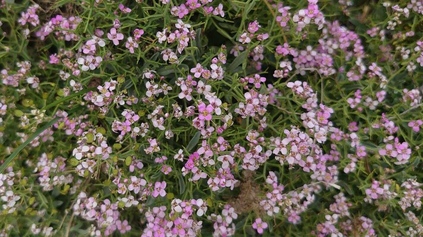 Hormathophylla spinosa flower