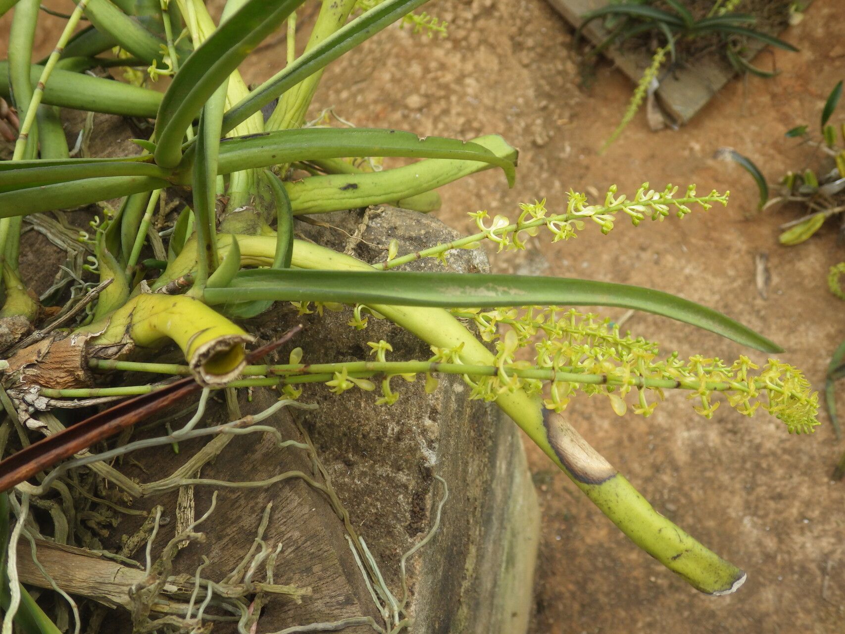 Diaphananthe vesicata habit
