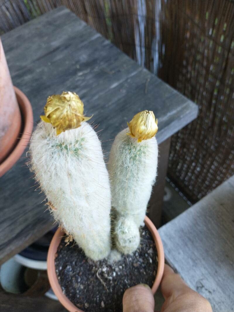 Espostoa lanata fruit