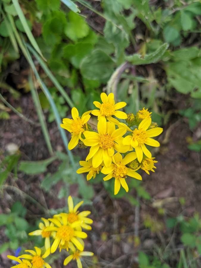 Senecio integerrimus flower