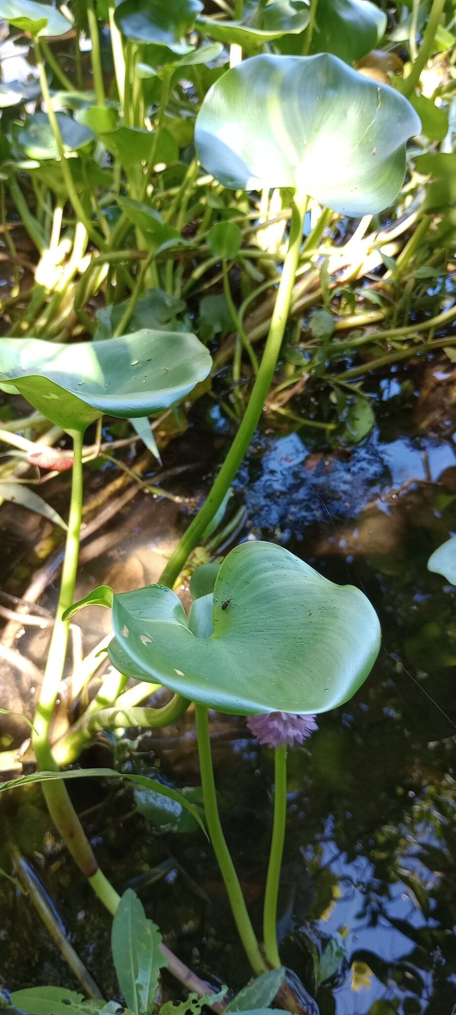 Pontederia rotundifolia habit