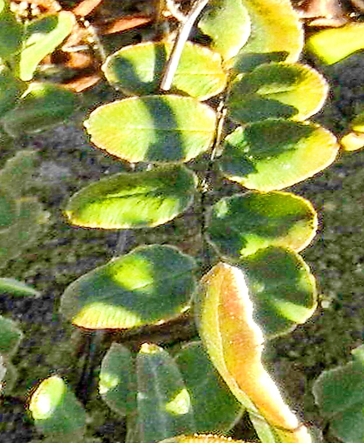 Hemionitis atropurpurea leaf