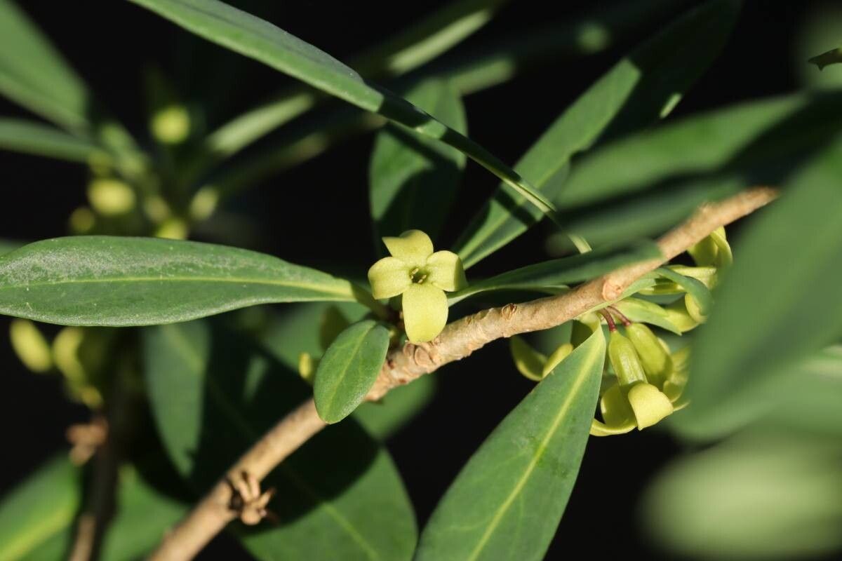 Daphne pseudomezereum — search result for 'Daphne'