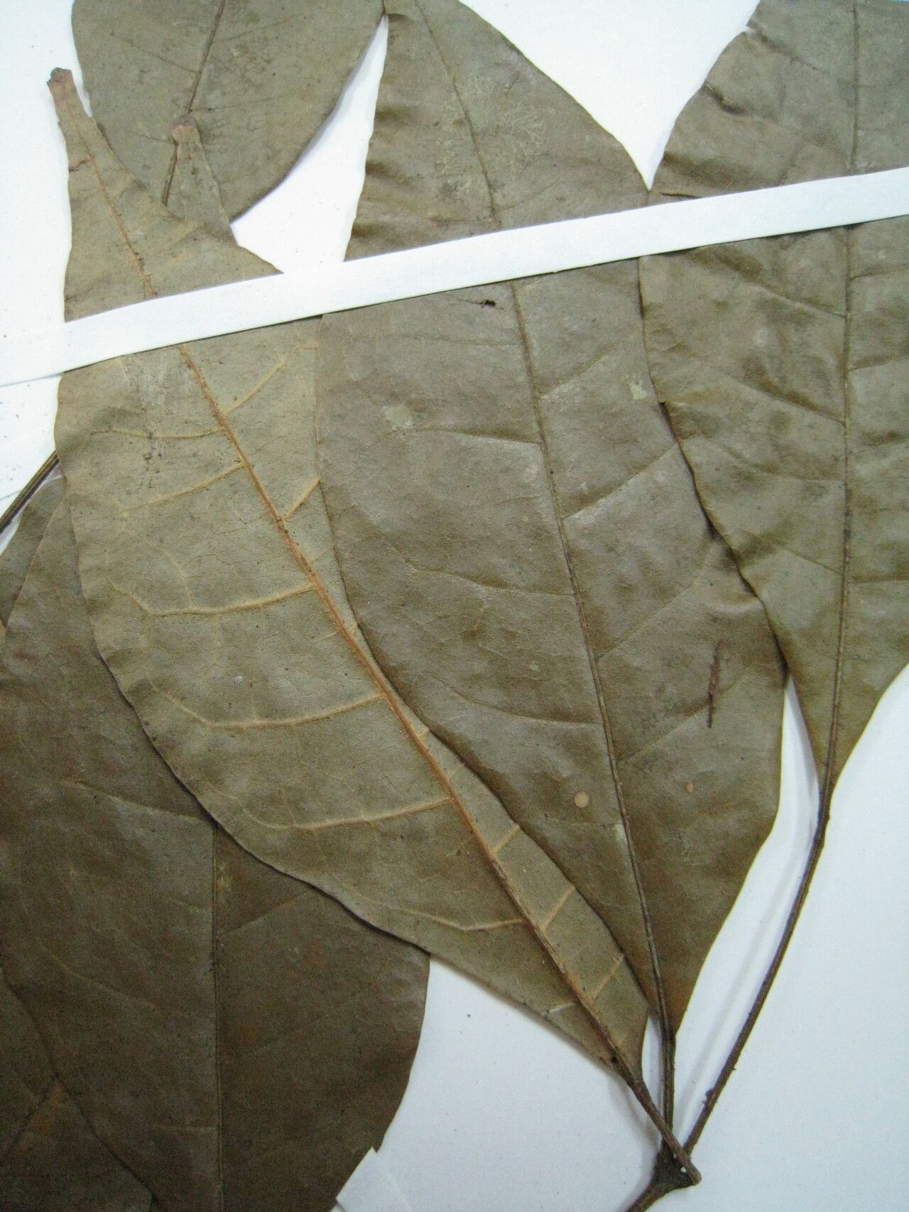 Protium guianense — houseplant care guide