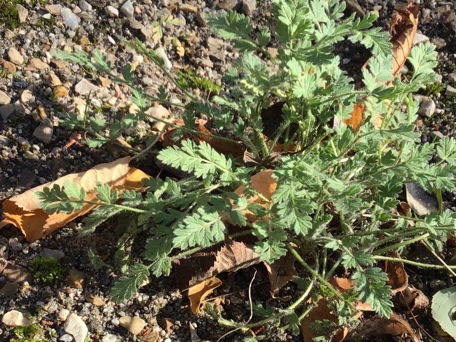 Erodium daucoides leaf
