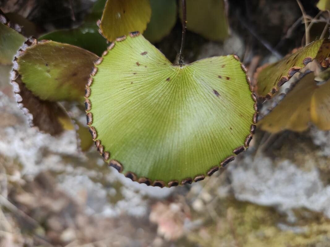 Adiantum reniforme flower