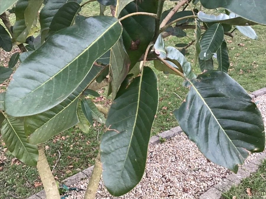 Magnolia delavayi — search result for 'Magnolia'