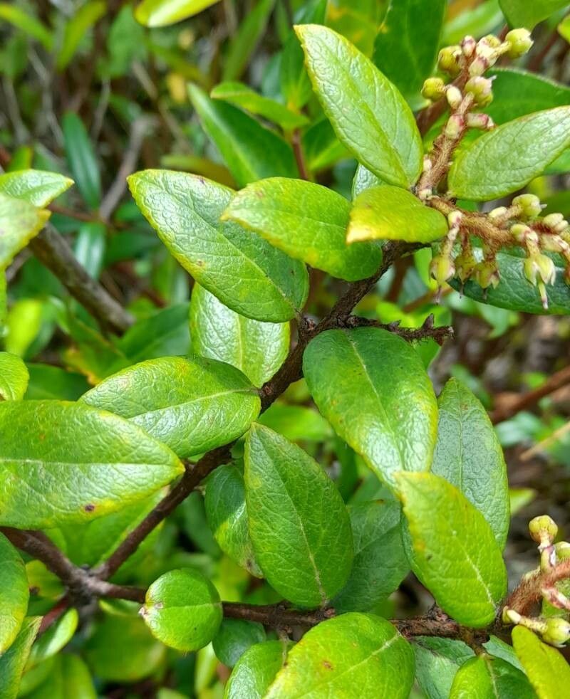 Gaultheria insana — search result for 'Gaultheria'