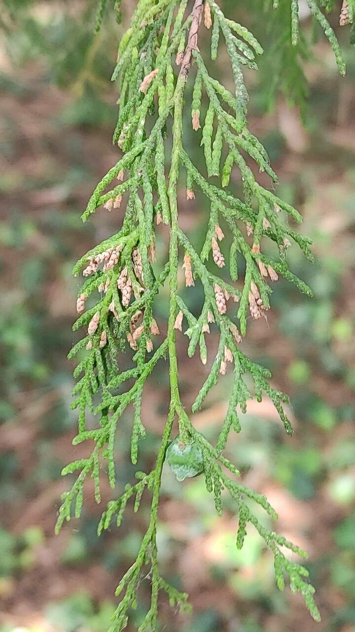 Cupressus funebris flower