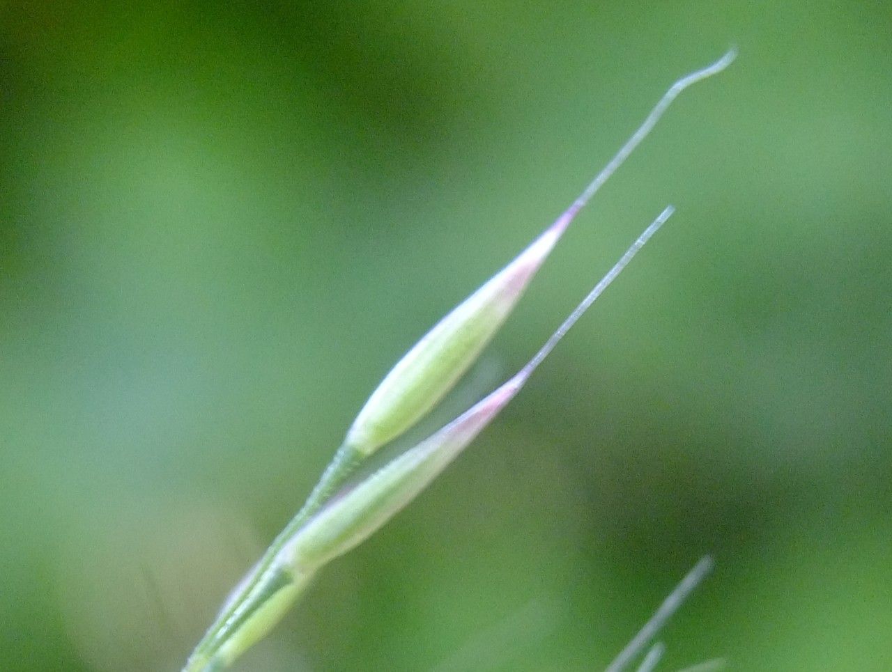 Amelichloa brachychaeta — houseplant care guide