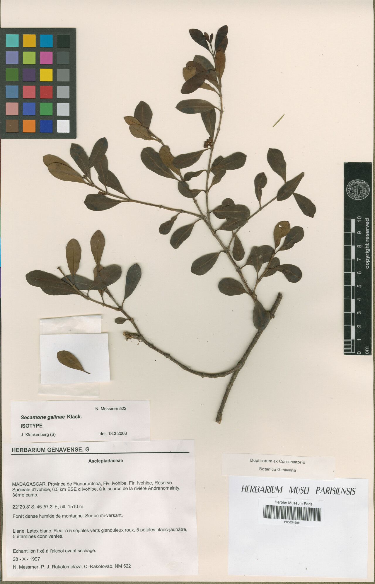 Secamone galinae — houseplant care guide