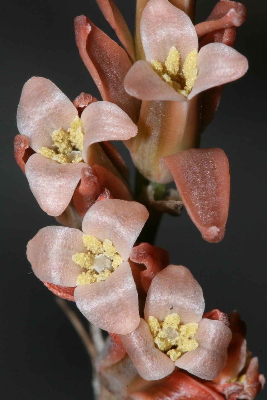 Dipcadi fulvum — houseplant care guide