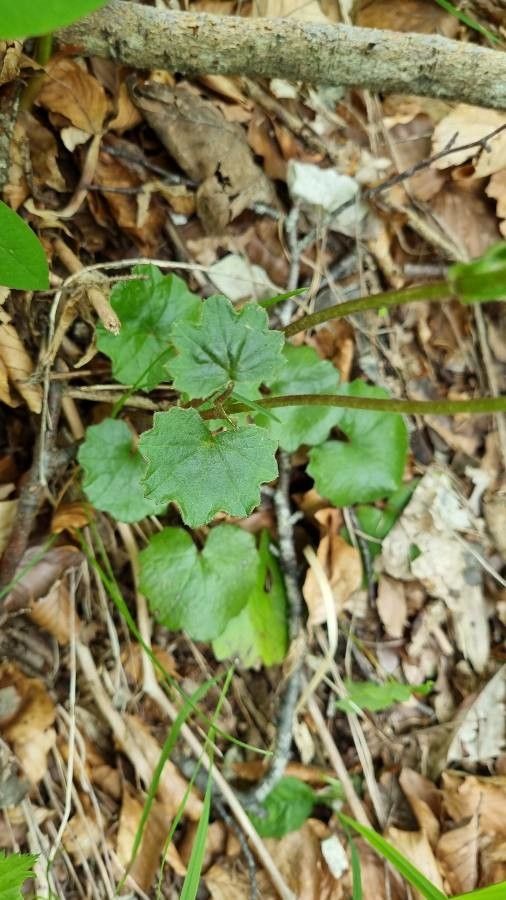 Homogyne sylvestris — related species from the same genus