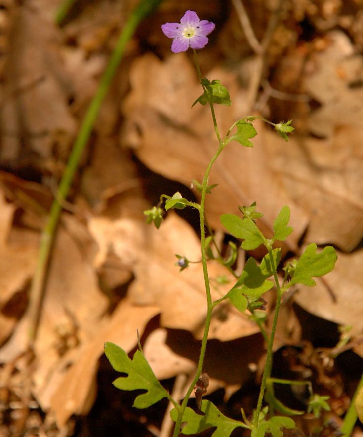 Nemophila pulchella habit