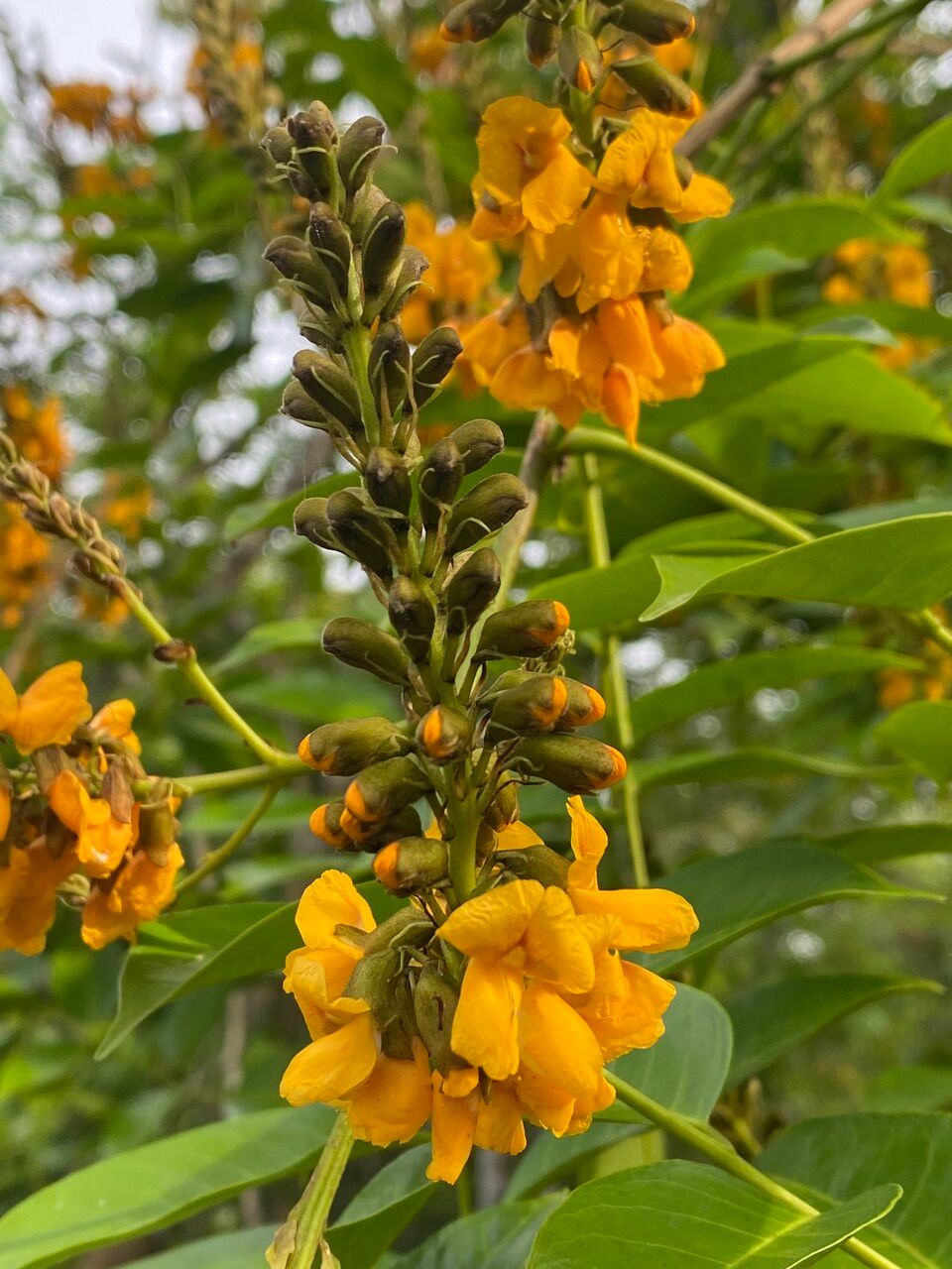 Pterocarpus santalinoides flower