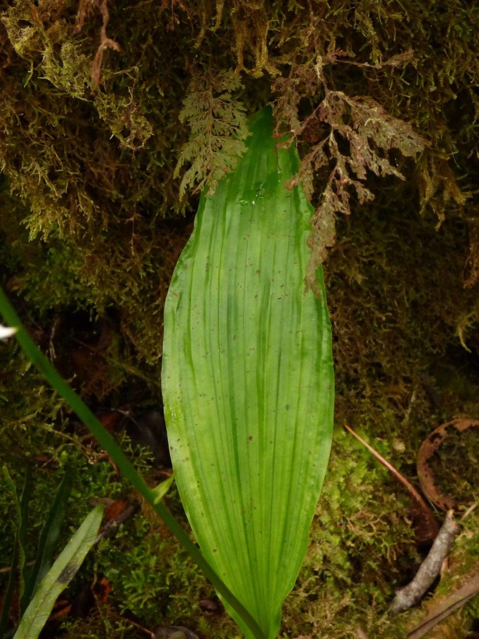 Calanthe sylvatica leaf