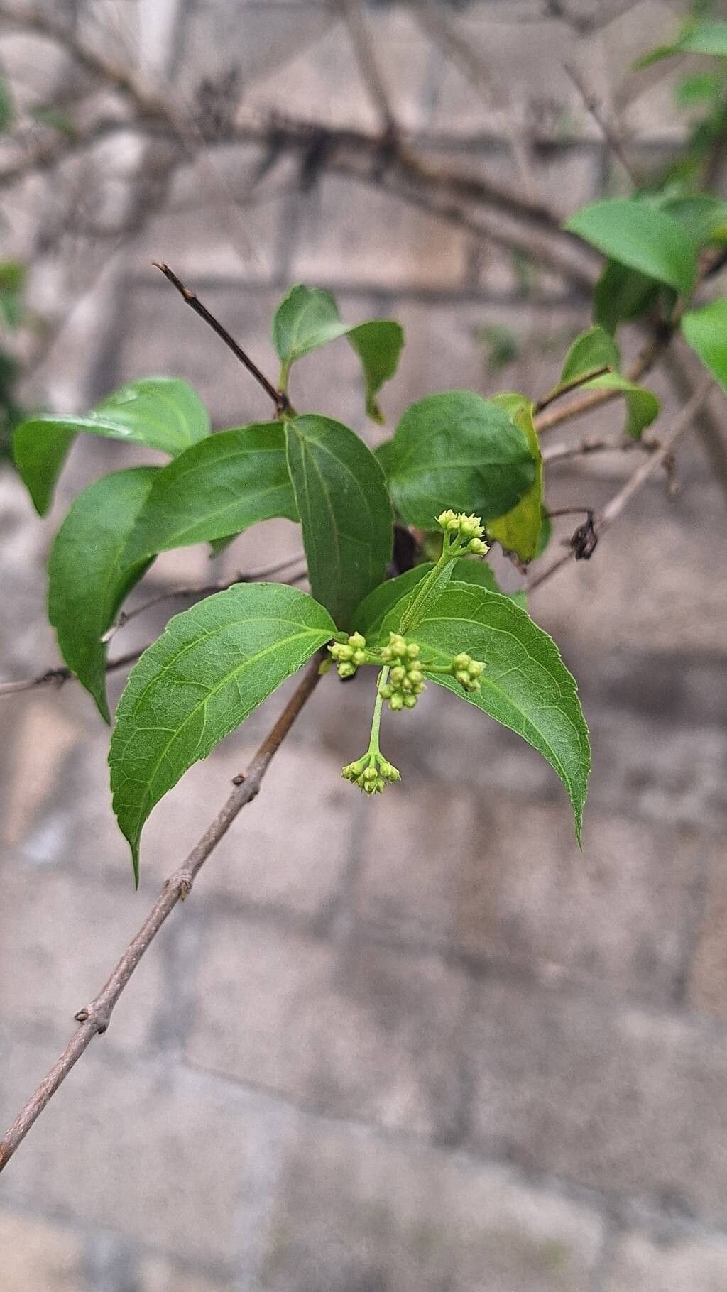 Koanophyllon albicaule leaf