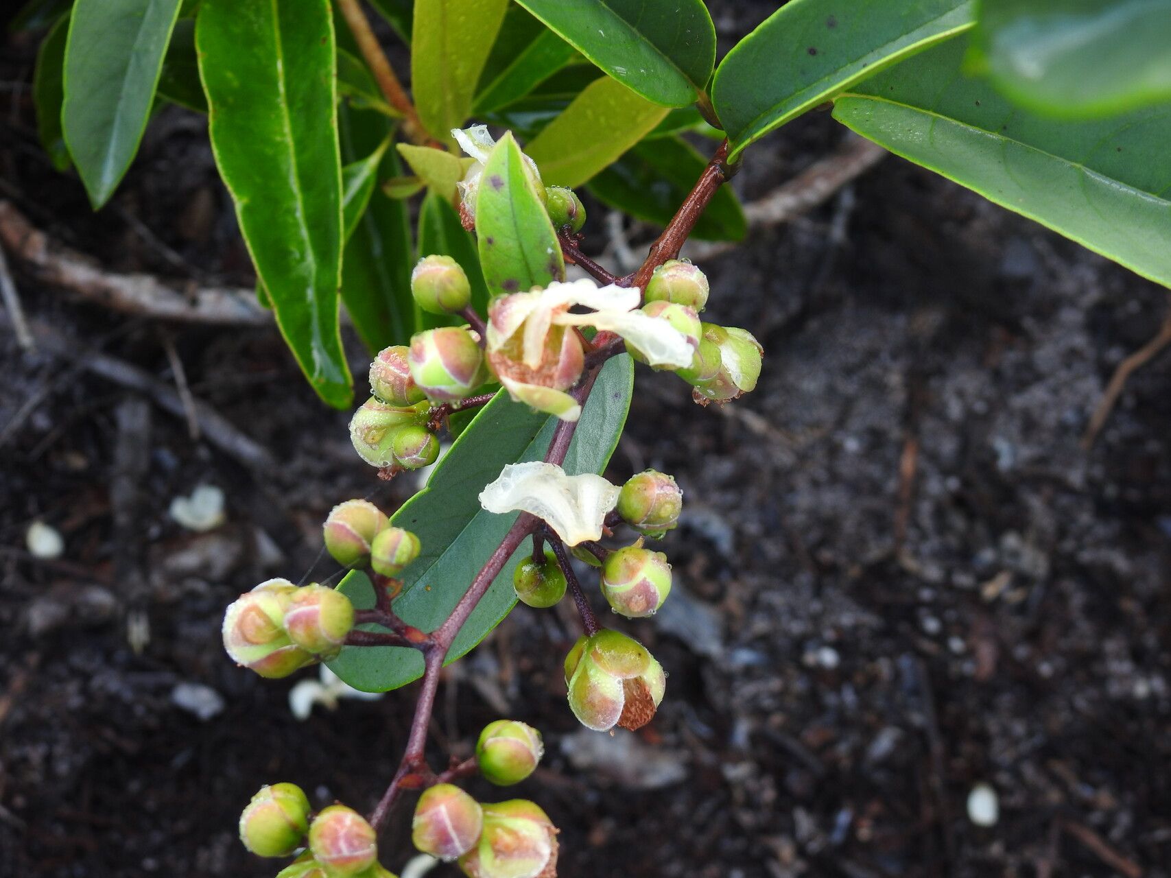 Tetracera asperula flower