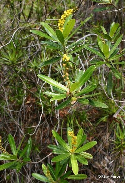 Hibbertia ebracteata habit