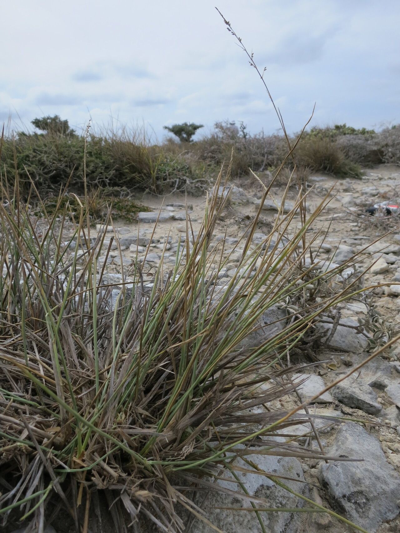 Setaria humbertiana — houseplant care guide