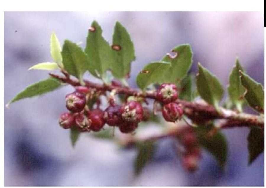 Gaultheria phillyreifolia fruit