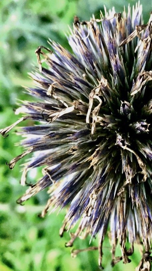 Echinops sphaerocephalus fruit