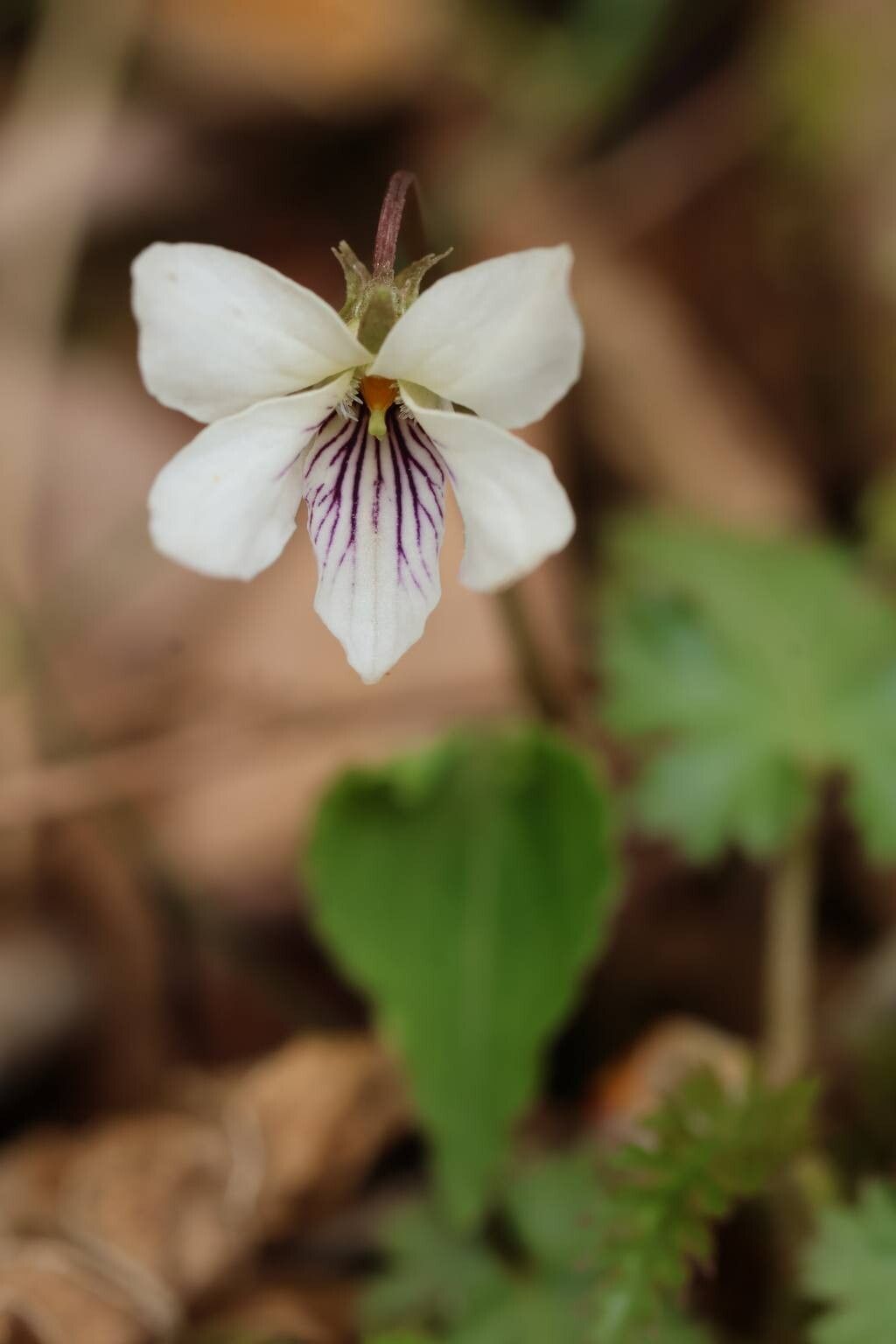 Viola shikokiana — houseplant care guide