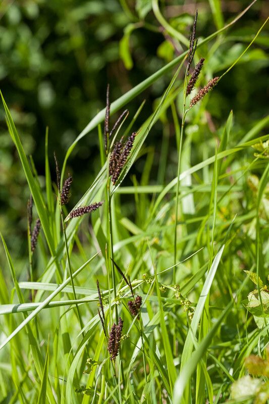 Carex flacca — search result for 'Cyperaceae'