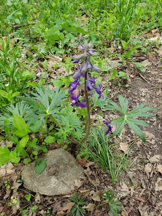 Delphinium tricorne flower
