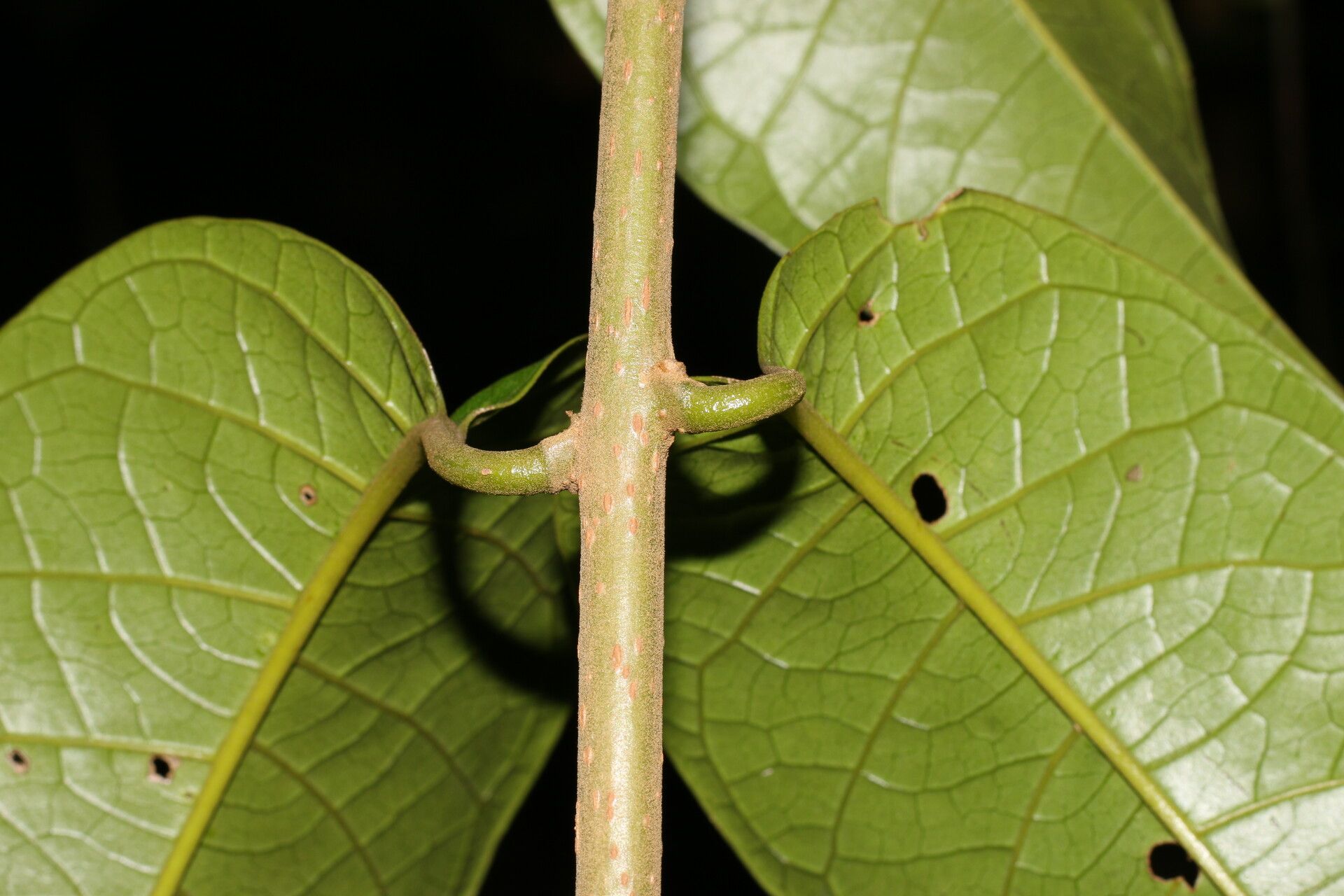 Aegiphila laevis bark