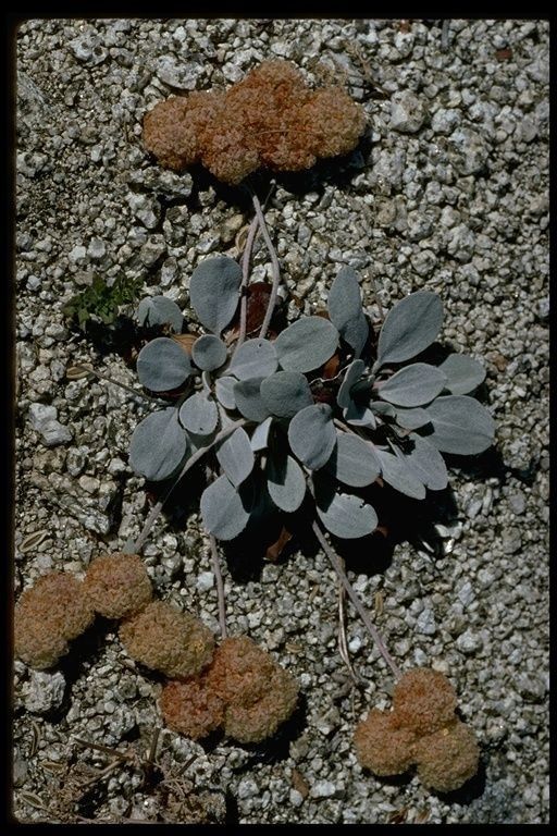 Eriogonum lobbii habit