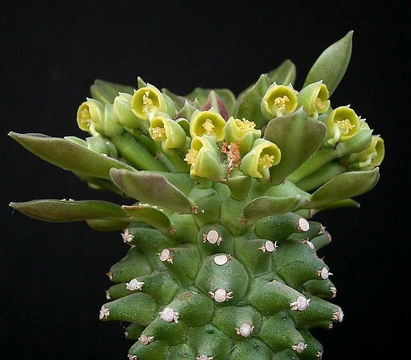 Euphorbia neoreflexa flower