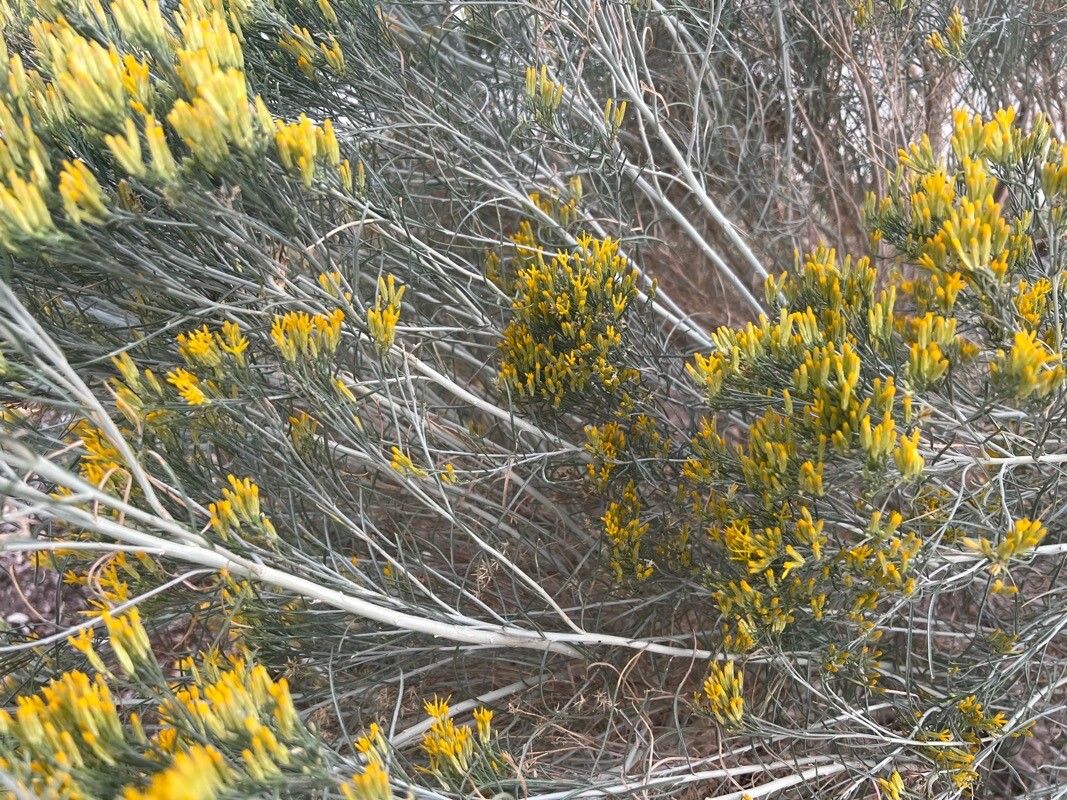 Tetradymia filifolia bark