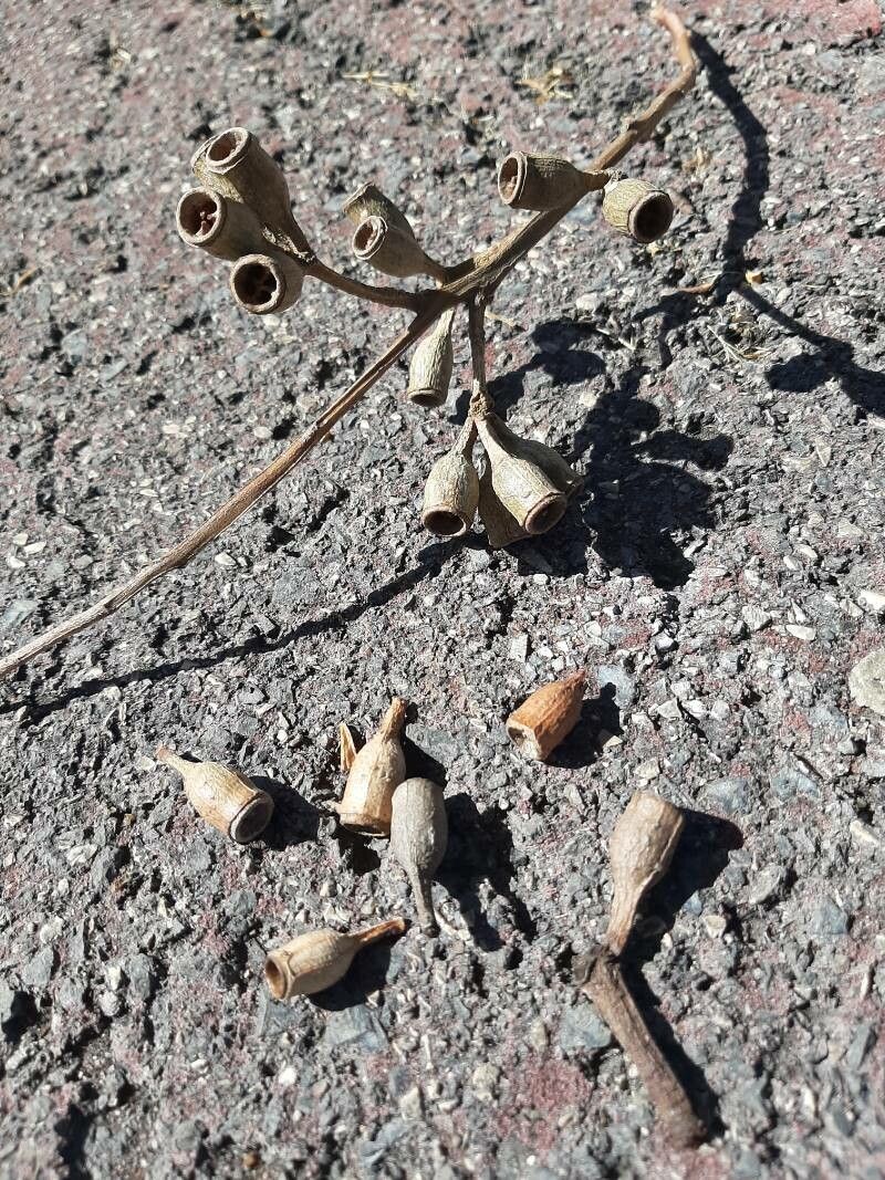 Eucalyptus robusta fruit