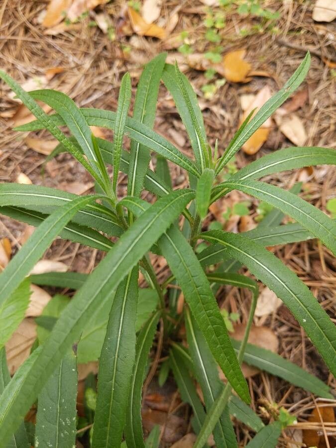 Vernonia gigantea leaf