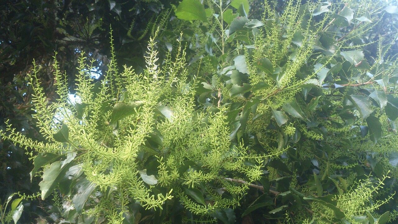 Roupala glaberrima flower