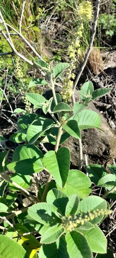 Croton lachnostachyus habit