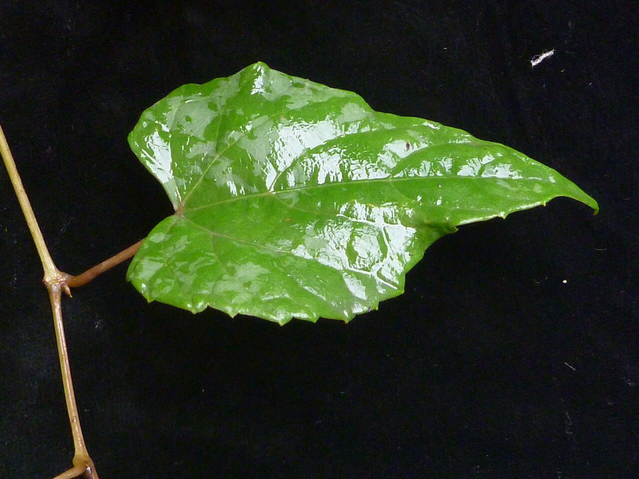 Vitis flexuosa habit