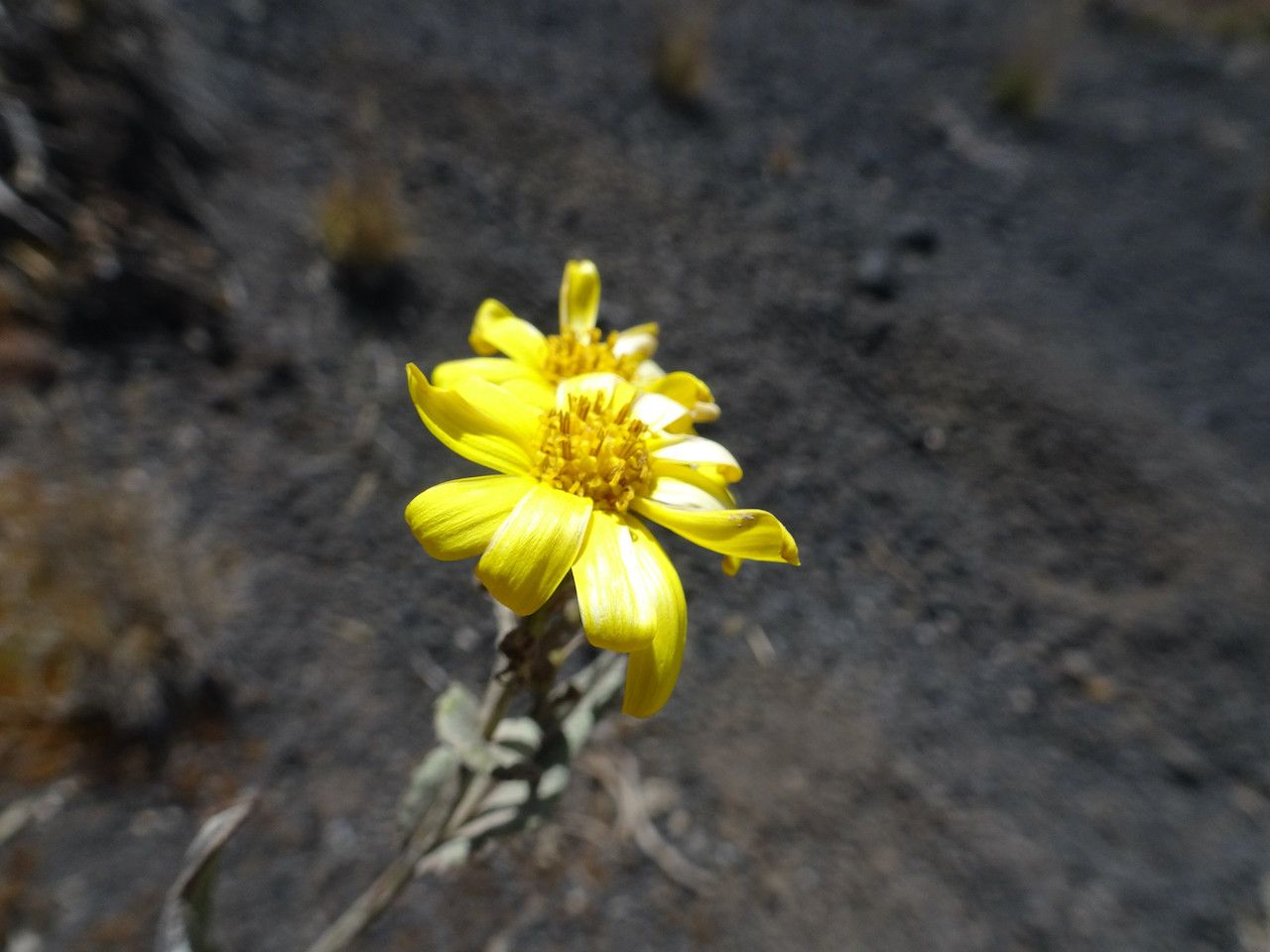 Senecio burtonii flower