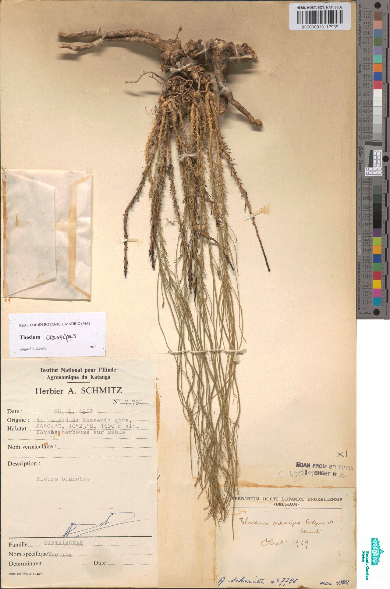 Thesium crassipes — houseplant care guide