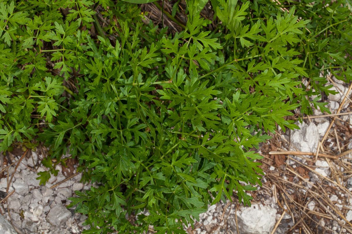 Peucedanum venetum leaf