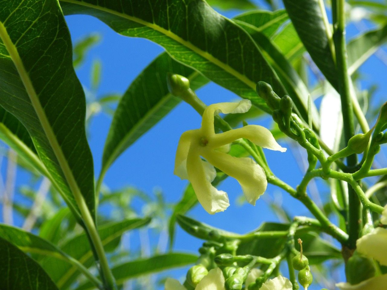 Tabernaemontana persicariifolia flower