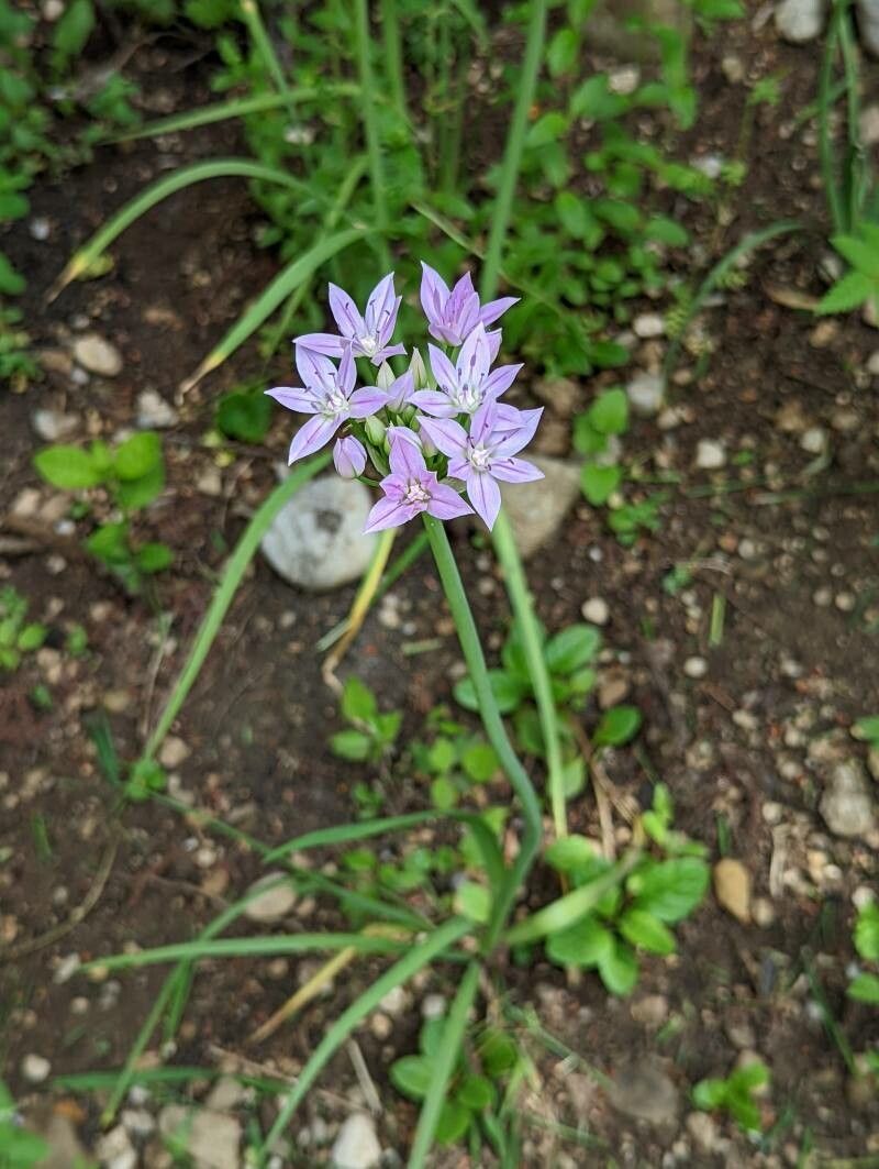 Allium unifolium habit