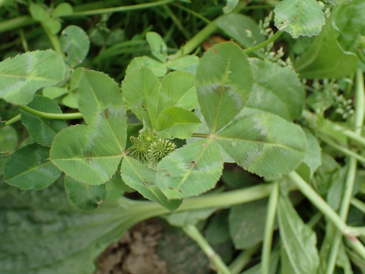 Trifolium alexandrinum