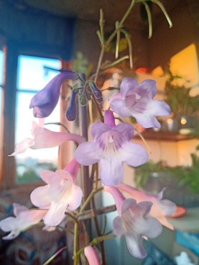Streptocarpus wendlandii flower