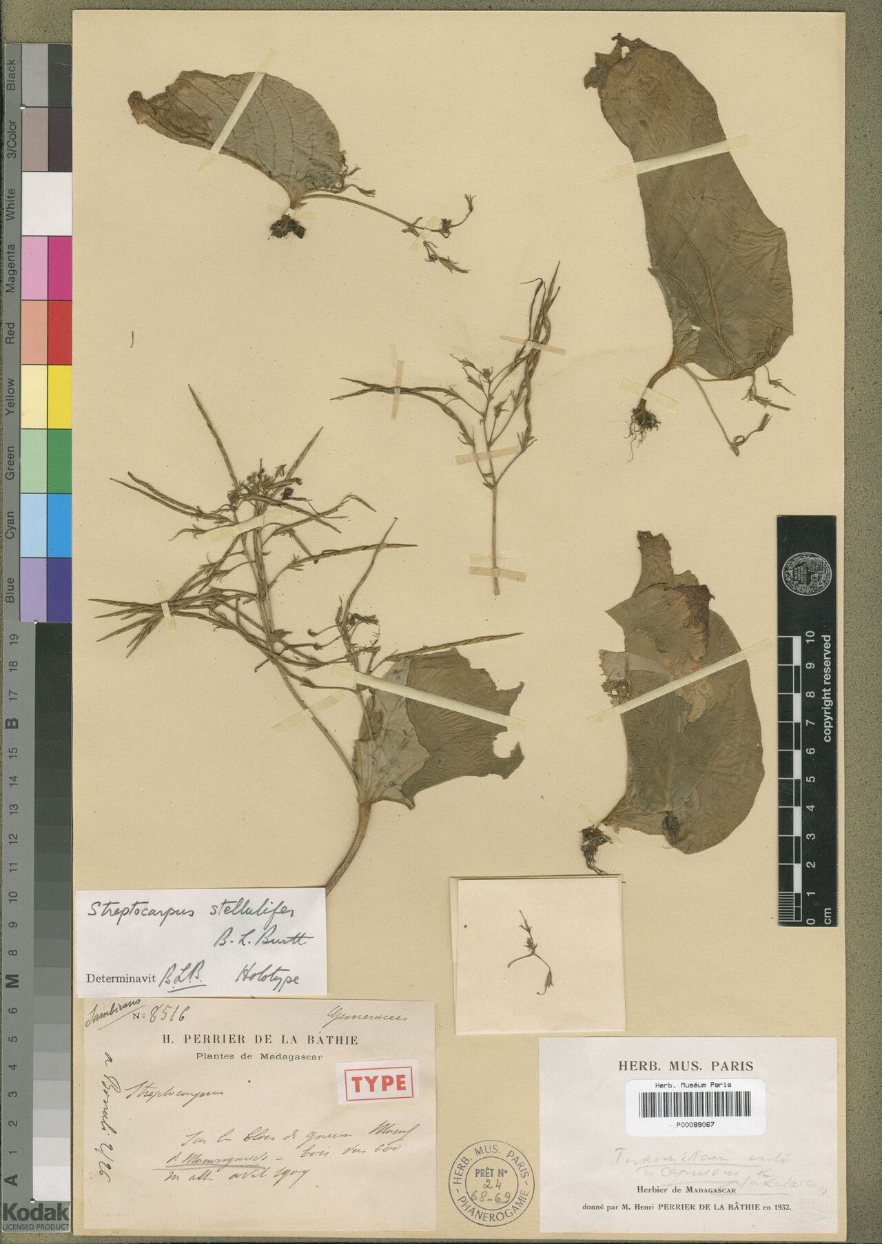 Streptocarpus stellulifer — search result for 'Streptocarpus'