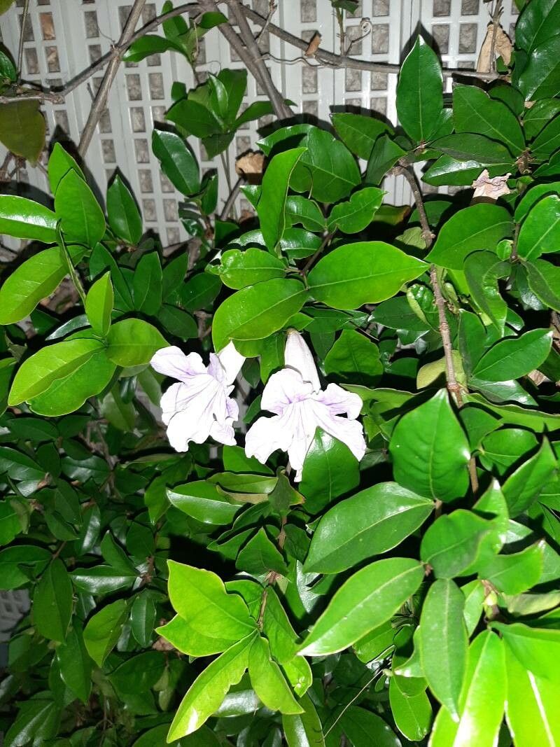 Bignonia binata — related species from the same genus