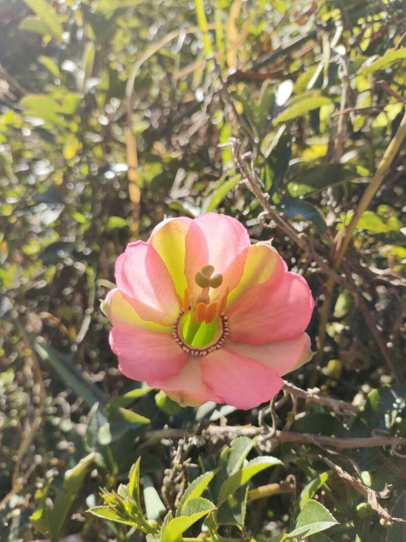 Passiflora mixta flower